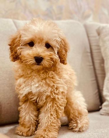 mini spitz: Pudel, 6 ay, Dişi, Peyvəndli — 1