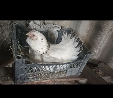 Akvariumlar: Toyuq, Brama, Damazlıq, Pulsuz çatdırılma