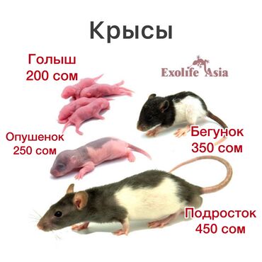 Грызуны: Продаю крыс, крыса, крысы