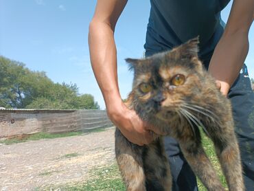 домики для котят: Котята отдам Даром Бесплатно!!! - Породы вислоухий, окрасы