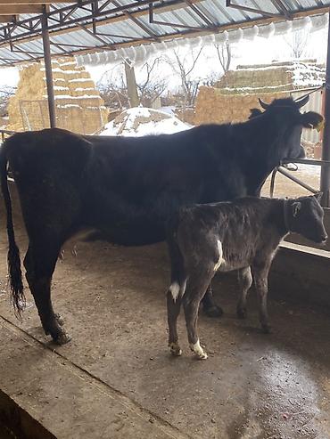 Коровы, быки: Продаю | Корова (самка) | Для молока | После отела — 8