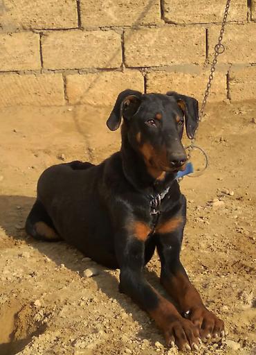 İtlər: Doberman, 9 ay, Erkek — 2