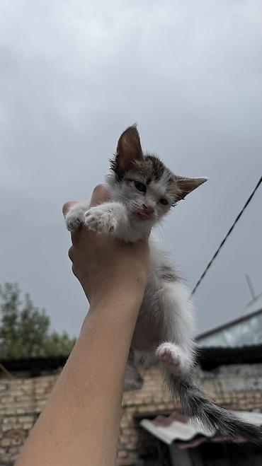 Мышыктар: Котята: мальчик и девочка К латку приучены, игривые кушают очень — 9