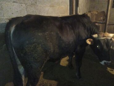 Продам с/х животных: Продаю | Бык (самец) | На забой, Для разведения, На откорм | Привязанные