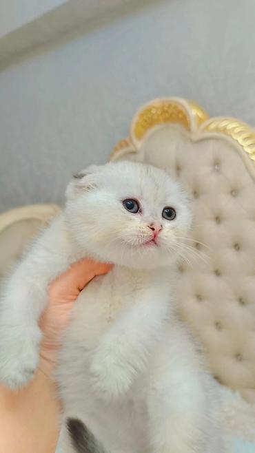 кошка джалал абад: Выставляется на продажу чистокровная шотландская девочка в окрасе — 5
