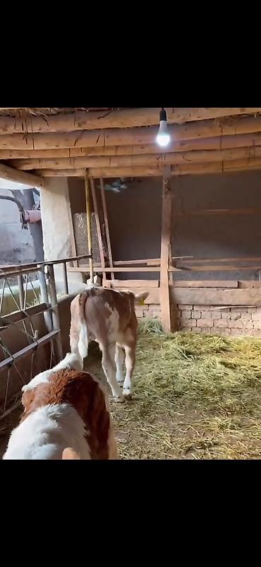 Dana, buzov: Simental tipli buzovlar – ət və süd istiqamətli damazlıq potensialı — 11