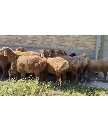 Бараны, овцы: Продаю | Ягненок | Гиссарская, Полукровка, Арашан | Для разведения | Ярка