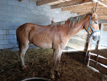 продаю связи с переездом: Сатам | Байтал | Ат спорту, Көбөйтүү үчүн