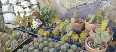 kaktus oyuncaq: Kaktuslar seçirsiniz şekillerdeki gil dipçeklere yerleşdirib metrolara