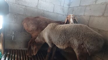 продажа баранов в бишкеке: Продаю | Овца (самка) | На забой | Матка