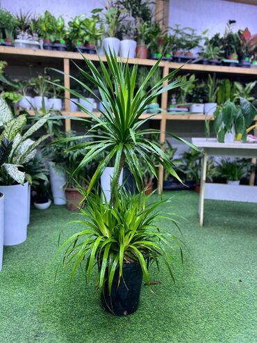 Драцены и Сансевиерии: Драцены и Сансевиерии — 7