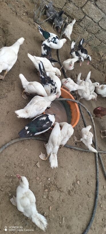 Ördəklər: Məhsul: Muskovi (Hind) ördəkləri – müxtəlif rənglərdə sürü Təsvir: - — 15