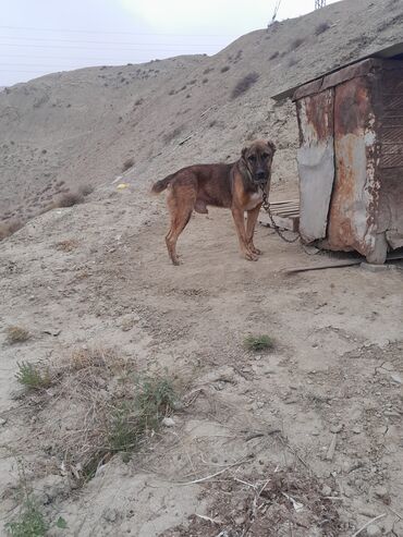 İtlər: Erkek — 2