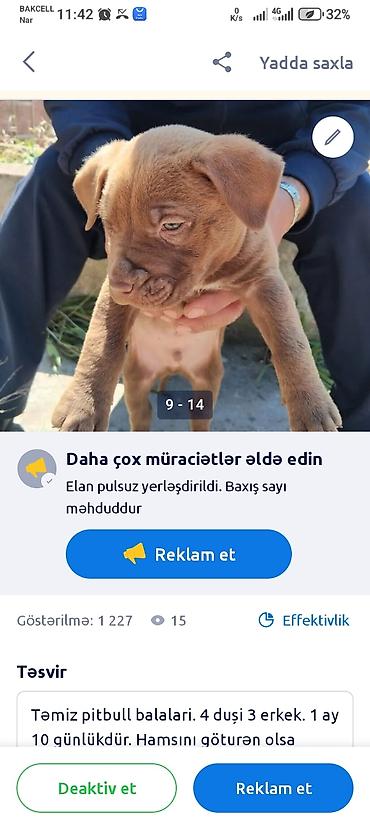 İtlər: Pitbul, 1 ay — 8