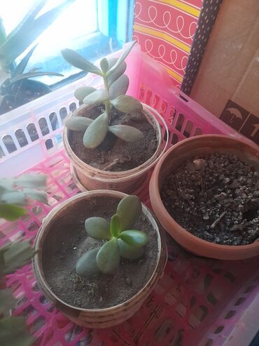 цена на семена люцерны: Продаю алое 300 с и денежное по 50 с за каждый.Пишите на ватцап