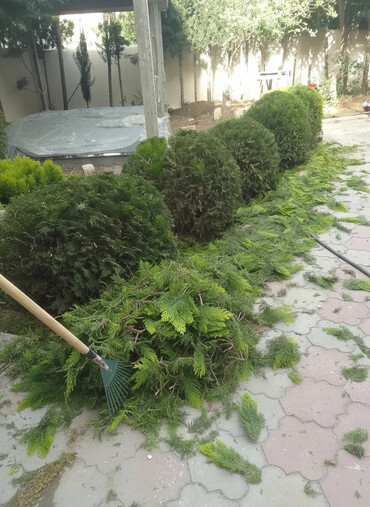 Bağbanlar: Bağban xidməti qazon biçmək ağacların biçilməsi budanması — 1
