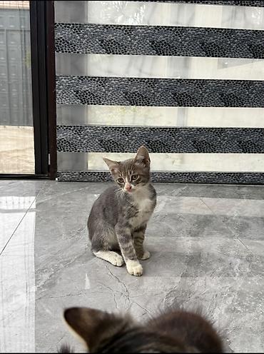 balaca pisik satisi: Tabbi — 3