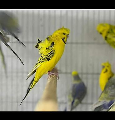 Tutuquşları: Yaponic cütü 70 azn — 2