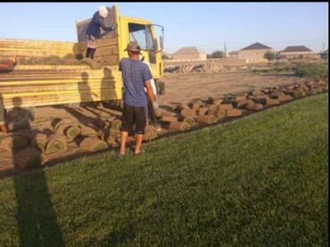 Toxumlar: Enli yarpağ Danimarka novü qazon ları bizdən əldedə bilərsiniz — 11