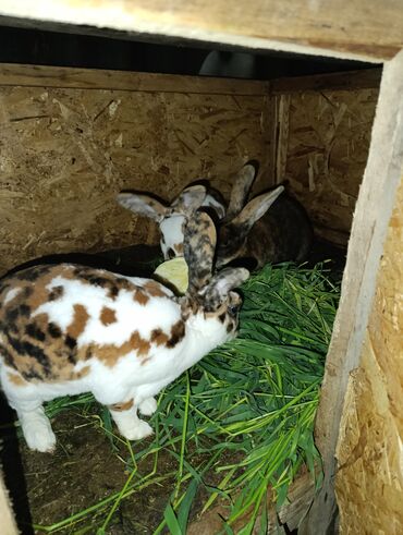 комбикорм для кроликов: Продаю | Крольчиха (самка), Кролик самец | Для разведения