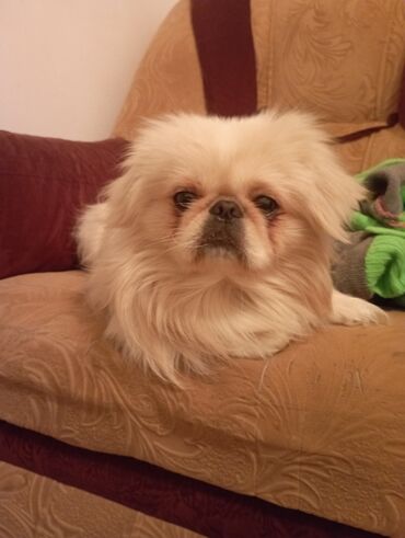 balaca boyumeyen itler: Pekines, 2 il, Erkek, Cütləşmə üçün