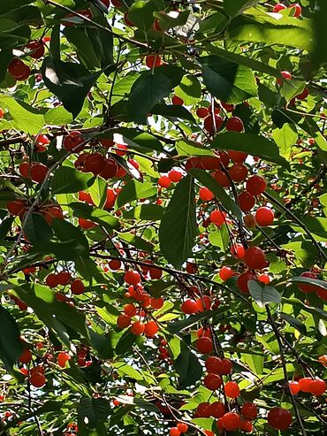 порошок миф оптом бишкек: ПРОДАЮ ЧЕРЕШНЮ 🍒🍒🍒🍒🍒❤️💚 простую,кисло-сладкую. Эколочную.Выращенна на
