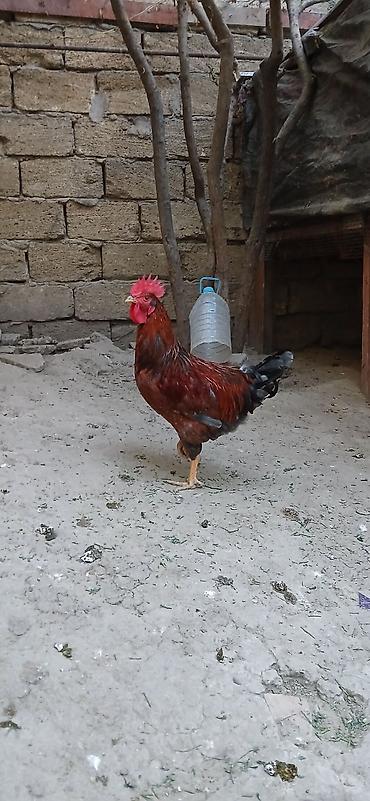 barter xoruz: Məhsul: Xoruzlar (ev quşu) Təsvir: - Şəkillərdə fərqli rəng — 1