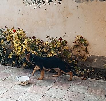 coban iti balasi satilir: Alman çoban iti, 3 ay, Dişi, Peyvəndli, Ünvandan götürmə — 6