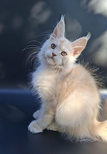 кохинхин мраморный: 🐾 Остался один эксклюзивный мальчик полидакт в поисках достойных — 2