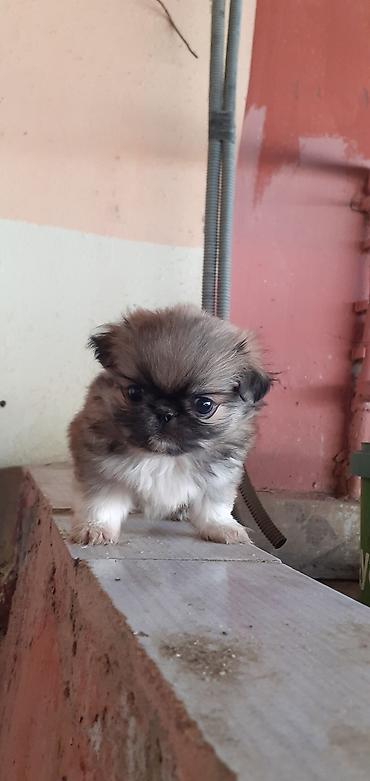 İtlər: Pekines, 1 ay, Peyvəndli — 1