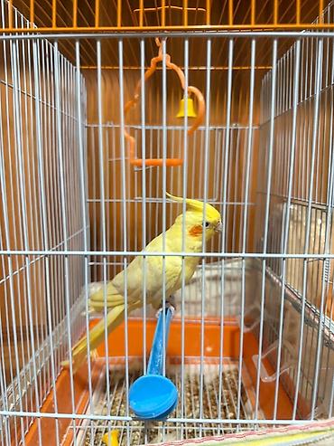 tutuqu: Növ: Nimfa (Cockatiel) – sarı rəng popuqay qefesle birlikte satilir — 6