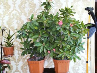 помидоры новичок: Крупное комнатное растение — молочай Милла (Euphorbia milii, «Корона