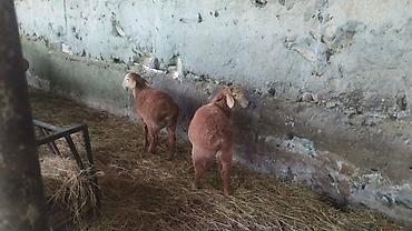 Баран, овца: Продаю | Ягненок — 8