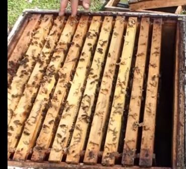 Bal: Astaranın cicək balı — 2