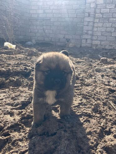 İtlər: Akita-inu, 1 ay, Dişi, Peyvəndli, Ünvandan götürmə