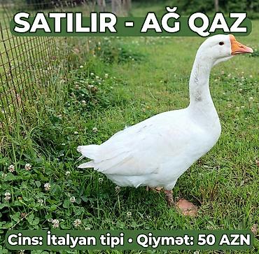 Qaz: Erkək, Ətlik — 1
