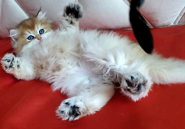 Pişiklər: Britan — 3