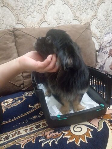 İtlər: Pekines, 2 il, Dişi, Peyvəndli, Ünvandan götürmə, Ödənişli çatdırılma — 6