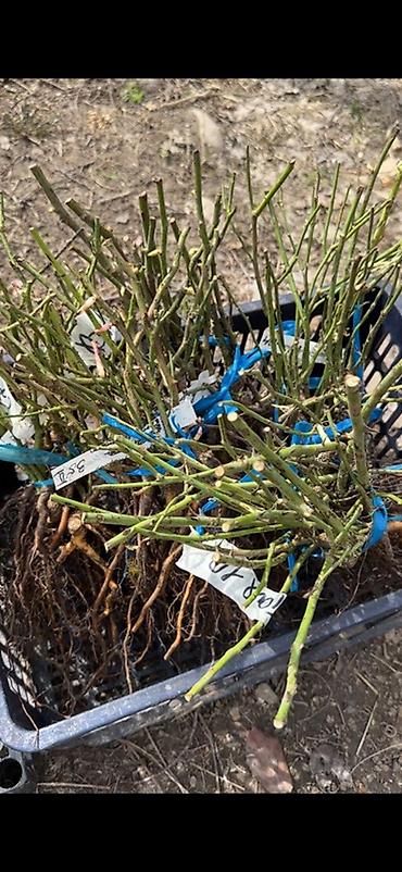 Роза: Саженцы Самовывоз, Платная доставка — 10