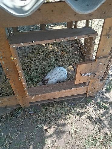 Qəfəslər: Doşan satlır təmiz qalifoniya 4 dənidi 2 dişi 2erkəkdir riyalıcı yazın — 1