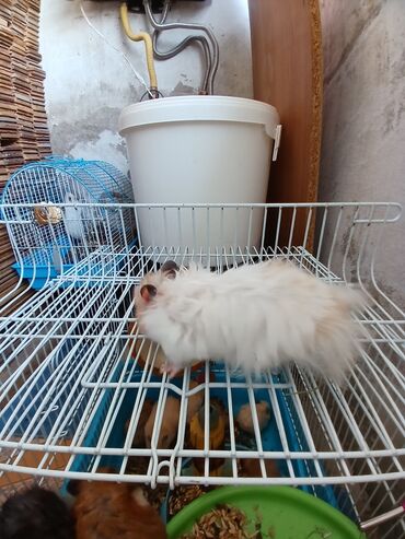 Gəmiricilər: Angora növ xamyak hemstr mehriban növüdür dişləmirlər uzun tükləri — 9