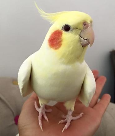 Digər quşlar: ✨ Hazır sarı e lquşlarıdanişdirmaq tam rahat olurr satışda! 🐦✨ Parlaq — 12