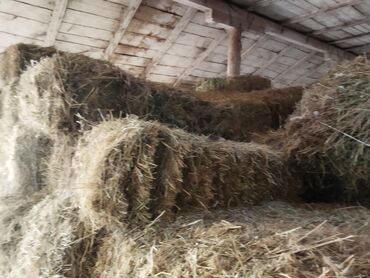 продажа кукурузы в початках: Сено в тюках - Прессованные прямоугольные тюки, аккуратно сложены в