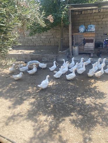lal ördəklər: Tam saglam heyvanardi real alıcıya endirm var 6’7 aylıg heyvanardı — 3