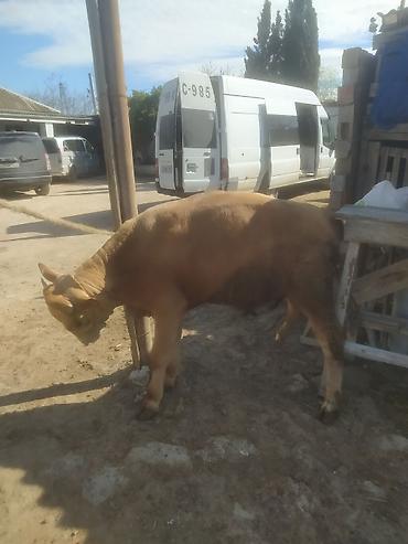 Inəklər, öküzlər: Inəklər, öküzlər — 3