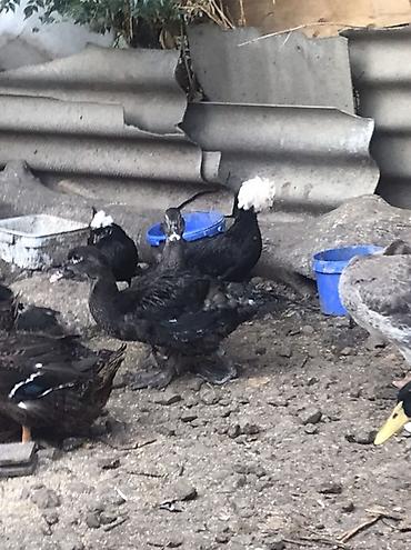 qaz farm: Zumurud Ördey. Xoruz fere 2 fere 2 xoruz. Birini qoymeti 25 manat — 1