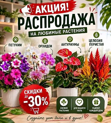 РАСПРОДАЖА ЛЮБИМЫХ РАСТЕНИЙ — скидки до -30% В наличии: - Петунии в lalafo.kg да РАСПРОДАЖА ЛЮБИМЫХ РАСТЕНИЙ — скидки до -30% В наличии: - Петунии в