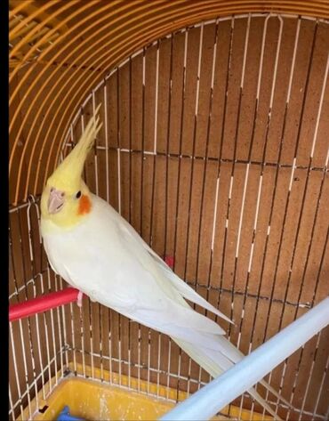 Tutuquşları: Cute hazir erek ve disi korellar hazir cutler ele orgetmek ucun bala — 5