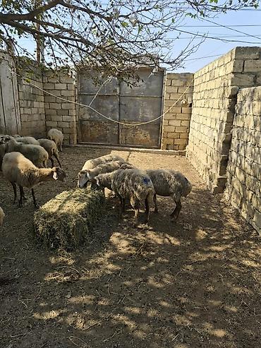 Бараны, овцы: Qoyun sürüsü – yerli ətlik-südlük istiqamət - Şəkillərdə gördüyünüz — 1