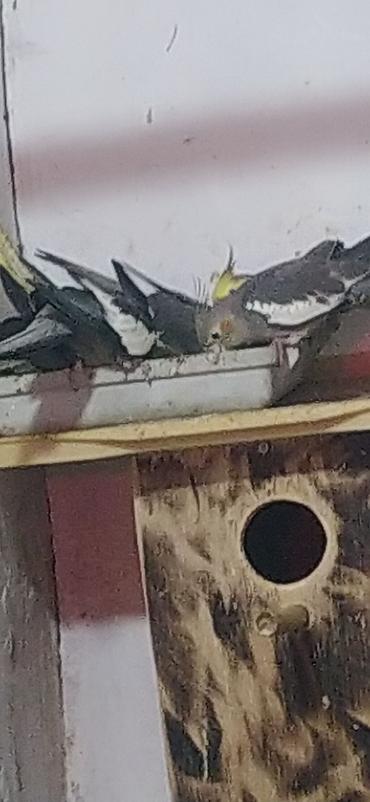korella qus: Nimfa (Cockatiel) tutuquşuları – müxtəlif rənglərdə populyasiya - — 5